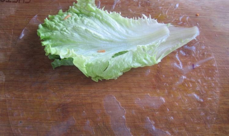 feuilles de salades sur feuille de galette de riz